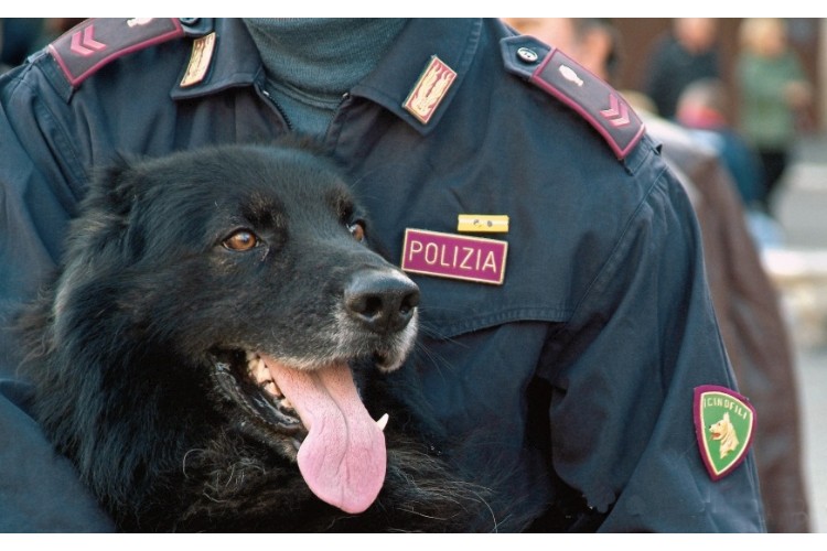 Selezione di Personale per la frequenza del terzo corso di qualificazione per conduttori cinofili “Ricerca e Soccorso”.